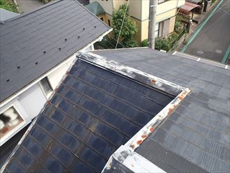 木更津市 苔の発生