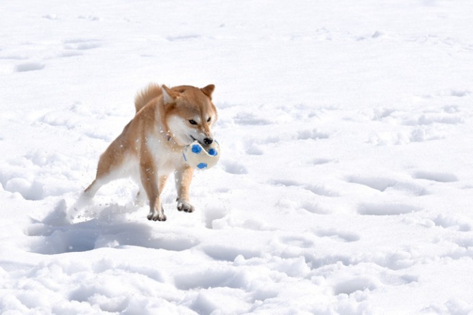 今年の干支、犬が雪の中を駆け回る