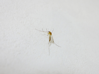 伝染病を媒介する蚊