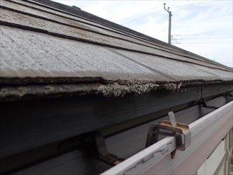 船橋市習志野台で行った化粧スレート屋根調査で軒先に苔を発見
