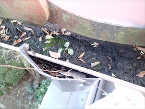 花澤様 千葉市 雨樋補修工事003_R.JPG
