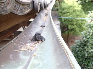 千葉市　瓦屋根の点検と銅板雨樋の雪害調査014R.jpg