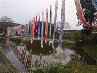 千葉市　鯉のぼり001_R.jpg